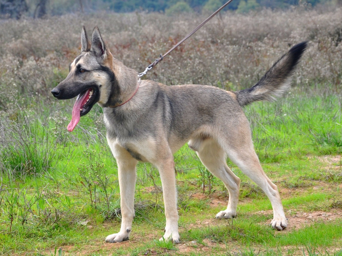 Best Dog Food For Active Working Dogs Best Dog Food For Active Working Dogs